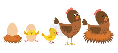 Ilustración de La eclosión y el proceso de crecimiento de pollo. Etapas del crecimiento de la gallina desde el huevo hasta la gallina y el ave madre adulta. - Imagen libre de derechos