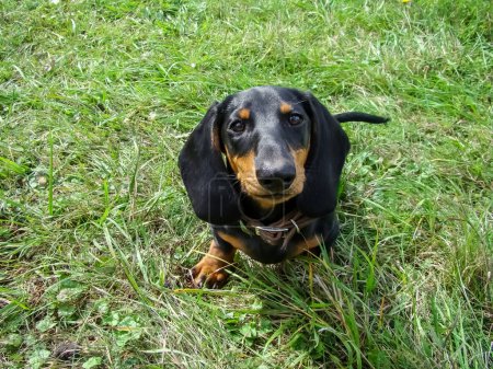     Portrait of a small dachshund among green summer grass.         