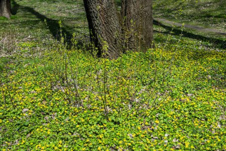 Kleine gelbe Frühjahrsblüher im Stadtpark.