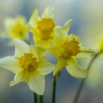 Yellow daffodils on a blurred background.