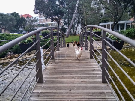 In the park of the city of Cascais (Portugal) with poultry in early spring. Smartphone photo.