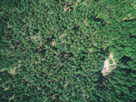 Waldfernerkundung per Drohne. Bewertung der Baumgesundheit.