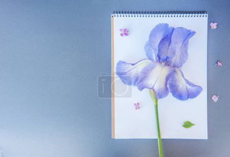 Foto de Fondo gris espacio vacío con suave flor de iris, maqueta floral - Imagen libre de derechos
