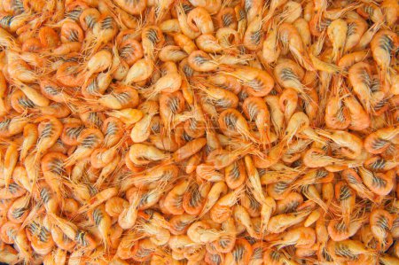Téléchargez les photos : Crevettes cuites fond alimentaire, vue sur le dessus, fond sain de fruits de mer - en image libre de droit