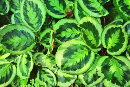 Téléchargez les photos : Gros plan vert feuilles tropicales texture, beau fond abstrait - en image libre de droit