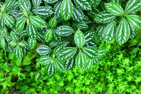 Foto de Cerca de hojas tropicales verdes textura, hermoso fondo abstracto - Imagen libre de derechos