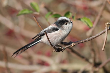 Long-Tailed Tit feeding from leaves in a tree