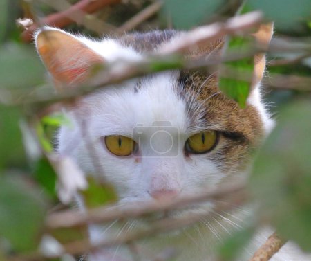 Peeking Kitten, looking through the dense hedges of a Devon country lane.