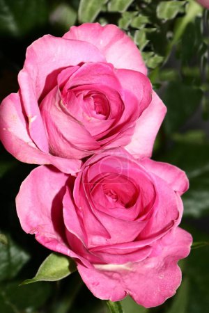 Téléchargez les photos : Roses roses, une paire de ces belles fleurs - en image libre de droit