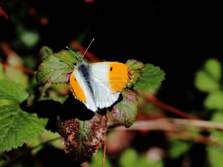 Téléchargez les photos : Orange Tip papillon prendre le soleil sur un Ivybridge, Devon, voie de campagne - en image libre de droit