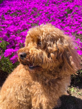 Téléchargez les photos : Mignon chien Cavapoo moelleux sur l'herbe dans un parc nxt à un fond de fleur pourpre - en image libre de droit