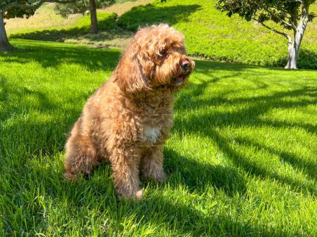 Téléchargez les photos : Mignon chien Cavapoo moelleux sur l'herbe dans un parc - en image libre de droit