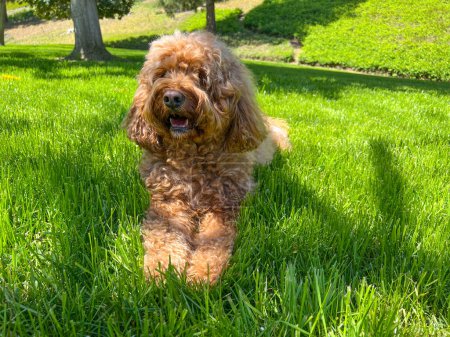 Téléchargez les photos : Mignon chien Cavapoo moelleux sur l'herbe dans un parc - en image libre de droit