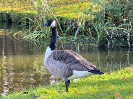 Bar Headed Goose auf dem Rasen in einem Park neben dem See