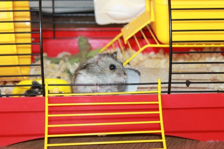 Photo for Cute funny Russian dwarf hamster hamster peeking out of the in cage. - Royalty Free Image