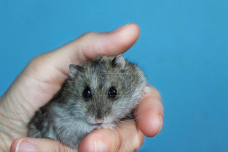 Photo for Cute funny Russian dwarf hamster hamster in the women's  hand on the blue background. - Royalty Free Image