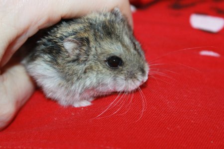 Photo for Russian dwarf hamster in hands. - Royalty Free Image