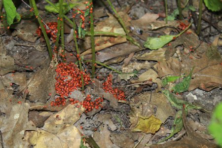 Téléchargez les photos : Beaucoup de punaises rouges sur terre dans la forêt. Nombreux Pyrrhocoris apterus insectes brillants - en image libre de droit