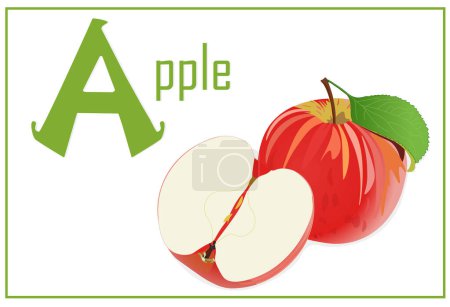 Illustration for Alphabet card for children with the letter A and an apple. Educational card for kids. The word apple, the English alphabet. Vector illustration. - Royalty Free Image