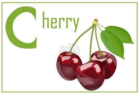Illustration for Alphabet card for children with the letter C and a cherry. Educational card for kids. The word a cherry - Royalty Free Image