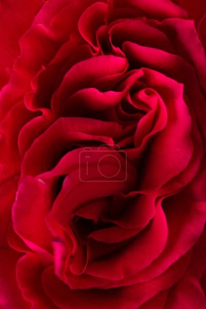Téléchargez les photos : Erotic metaphor. Rose bud with petals resembling vulva. Beautiful flower as background, closeup. High quality photo - en image libre de droit
