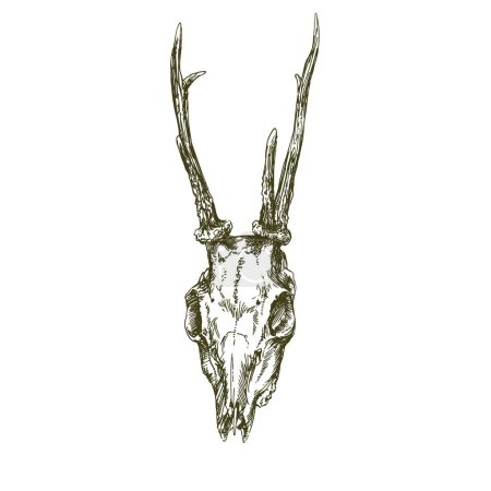 Foto de Deer skull, vector hand drawn illustration. - Imagen libre de derechos
