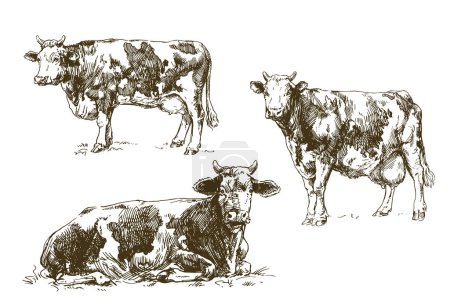 Téléchargez les illustrations : Set of cows, hand drawn illustration - en licence libre de droit