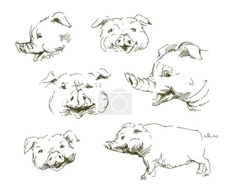 Téléchargez les illustrations : Collection de cochons drôles, ensemble dessiné à la main. - en licence libre de droit