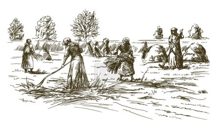 Historical scene, women harvesting hay or grain.