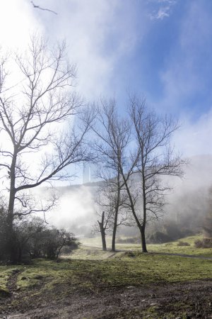 Foto de Misty Magic: explorando enigmáticos bosques vascos en la niebla - Imagen libre de derechos