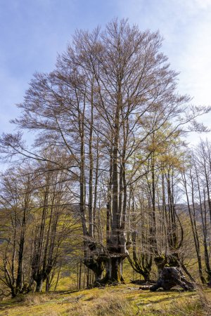 Foto de Belleza revelada: Explorando la tranquila magnificencia del bosque de hayas de Belaustegui - Imagen libre de derechos