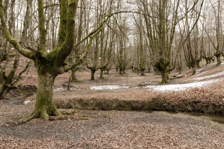 tranquil, barren forest with moss-covered, leafless trees and a ground blanketed by fallen, brown leaves