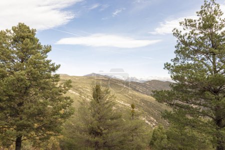 tranquil landscape with green pine trees, rolling hills, and a clear sky with faint cloud streaks