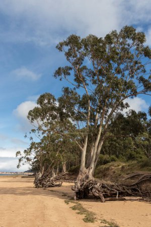 serene beach landscape with tall trees, exposed roots, sandy ground, and a partly cloudy sky.