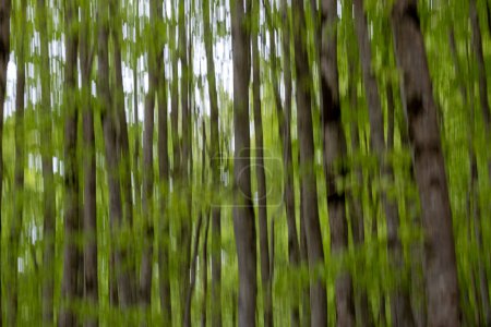Bäume und Grün schaffen einen abstrakten, künstlerischen Effekt, der die Bewegung und die ätherische Qualität des Waldes betont