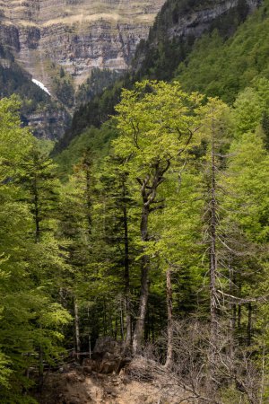 bosque sereno con árboles verdes y una majestuosa montaña rocosa, con una pequeña cascada