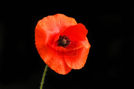 Red poppy, Papaver rhoeas, flower isolated against a black backgrund