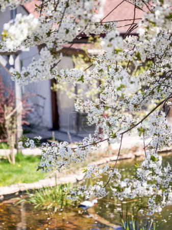 Weiße Kirschen blühen über dem Teich. Üppige Blütezeit der Pflanzen im Frühling. Selektiver Fokus