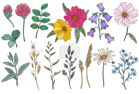 Illustration for Collection of different wild herbs and flower or treatment plants in realistic, natural style. Botanical, decorative wildflowers. Vector hand drawn illustration - Royalty Free Image