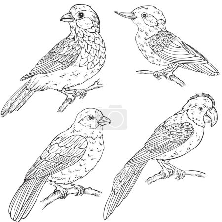 Téléchargez les illustrations : Ensemble de différents types d'oiseaux, illustration vectorielle d'art linéaire. Isolé sur fond blanc - en licence libre de droit