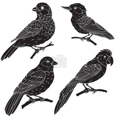 Téléchargez les illustrations : Ensemble de silhouettes de différents types d'oiseaux, illustration vectorielle. Isolé sur fond blanc - en licence libre de droit