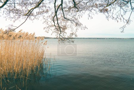 Téléchargez les photos : Roseaux sur la rive du lac Zegrzynskie. Panorama printanier du lac sur la rivière Narew à Neporet - en image libre de droit