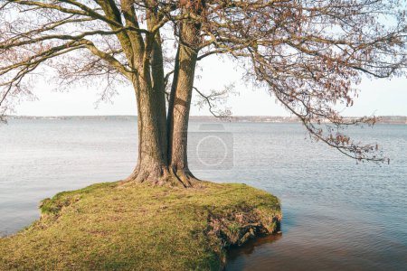 Téléchargez les photos : Arbre sur la rive du lac Zegrzynskie. Panorama printanier du lac sur la rivière Narew à Neporet - en image libre de droit