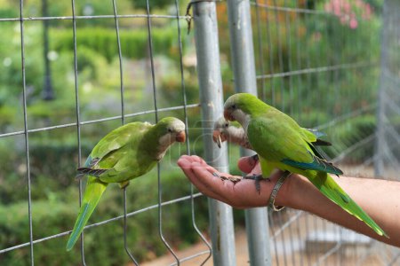 Monk parakeets (Quaker parrot) eat from hands in Parc de la Ciutadella in Barcelona