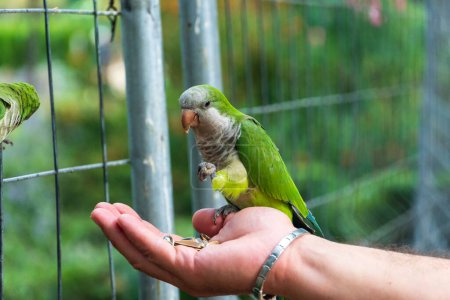 Monk parakeets (Quaker parrot) eat from hands in Parc de la Ciutadella in Barcelona