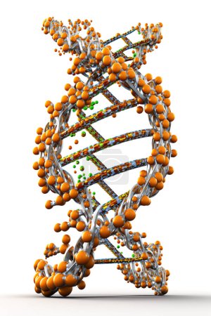 Foto de Ilustración de la hebra de ADN en color, aislado sobre fondo blanco - Imagen libre de derechos