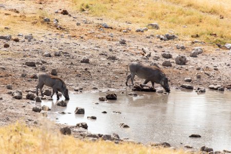 Téléchargez les photos : Photo d'un phacochère commun dans le parc namibien - en image libre de droit