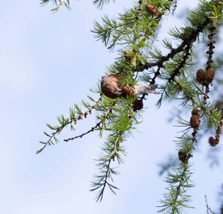 Photo for A photo of red crossbill bird in north of Italy - Royalty Free Image