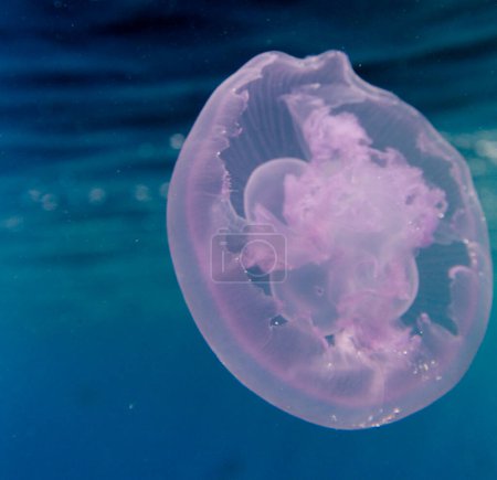 Close view of a moon jellyfish in Egypt