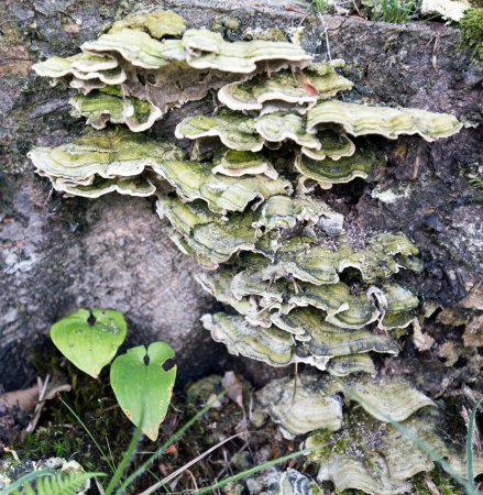 Téléchargez les photos : Une vue de la mousse labyrinthe polypore dans le bois - en image libre de droit